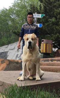 中亚牧羊犬打斗视频,力量与勇气的较量